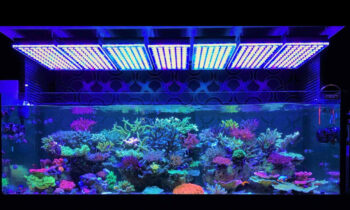 ILLUMINAZIONE LED ACQUARI